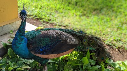 Naklejka premium peacock in the garden