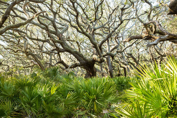 The Live Oak and spanish moss forest on Cumberland Island, Georgia, with Palmettos in forground.