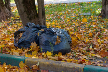 collecting dry autumn leaves in the Park. Black garbage bags with leaves