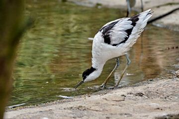 Säbelschnäbler ( Recurvirostra avosetta ).