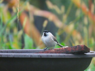 Marsh tit (Poecile palustris) at a bird bath, drinking water from it. Homemade bird bath being used by a common bird.