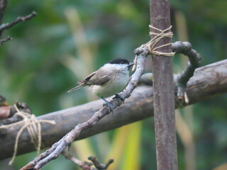 Marsh tit (Poecile palustris) perching on a beautiful tree branch. Beautiful marsh tit perching.