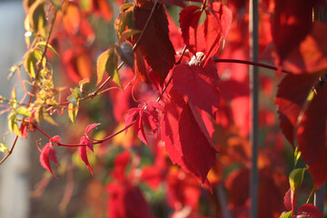 Beautiful virginia creeper (Parthenocissus quinquefolia) foliage in autumn.
Blur background