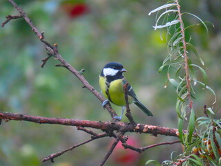 Beautiful and colorful great tit (parts major) perching on an interesting tree branch