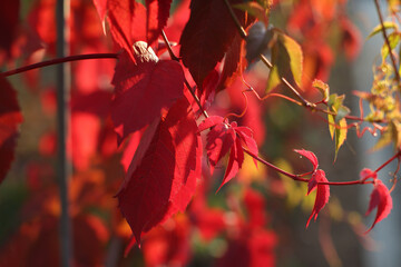 Beautiful virginia creeper (Parthenocissus quinquefolia) foliage in autumn.
Blur background