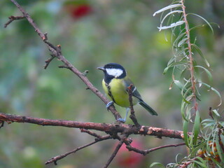 Beautiful and colorful great tit (parts major) perching on an interesting tree branch