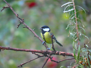 Beautiful and colorful great tit (parts major) perching on an interesting tree branch