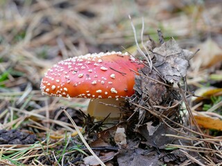 Fliegenpilz bahnt sich seinen Weg durch das Laub auf dem Wanderweg