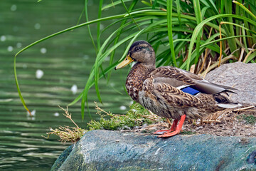 Stockente ( Anas platyrhynchos ).