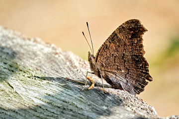 Tagpfauenauge ( Aglais io ).