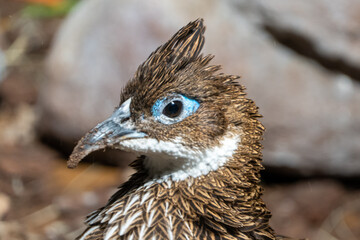 A female Himalayan monal (Lophophorus impejanus), also known as the Impeyan monal and Impeyan pheasant, is a pheasant native to Himalayan forests and shrublands at elevations