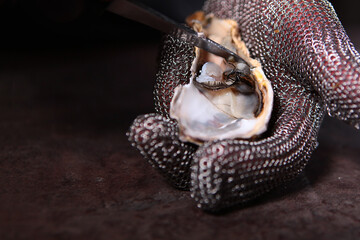 Open fresh oyster in hand. Hands in protective metal gloves . Unrecognizable photo.