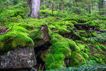 Fototapeta premium Fluffy bright green moss in a wild mountain forest. Carpathian mountains, Ukraine.