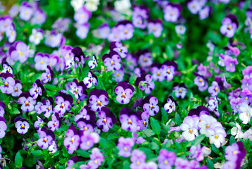 Fototapeta premium 春の花