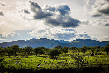 Beautiful green fields with trees and goats and hills in the back