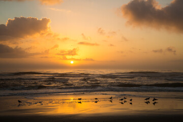 Sunrise with laughing gulls shilouetted on an orange wet sand beach at Fernandina on Amelia Island, Florida.