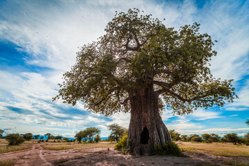 Huge Baobab tree with a hole in the middle of safari