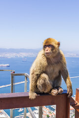 the legendary monkeys of gibraltar