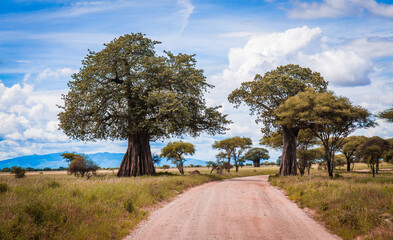 Safari road between baobab trees, cloudy blue sky