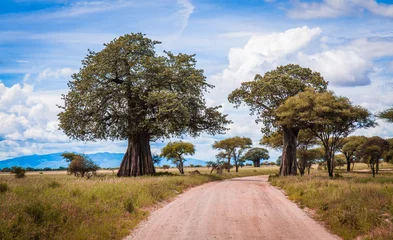Selbstklebende Fototapeten Safari road between baobab trees, cloudy blue sky © Marek