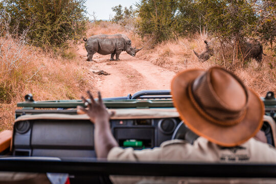 Fototapeta Safari guide in jeep with calming sign looking at rhinos in the wild