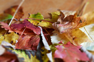 Herbstlaub in Rot, Braun und Gelb auf Holztisch, herbstliches Motiv 