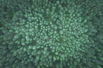 Top down aerial view of green pine forest cyan toned image