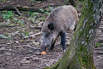 Wildschwein ( Sus scrofa ).