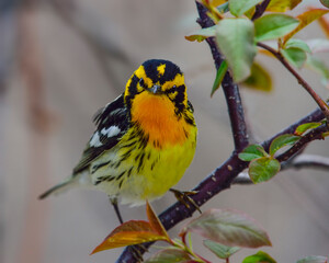 An adult male Blackburnian Warbler stages at Point Pelee during spring migration 