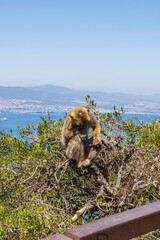 the legendary monkeys of gibraltar