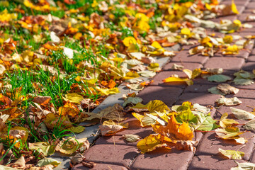 Autumn leaves on a cobblestone alley