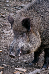 Wildschwein ( Sus scrofa ).