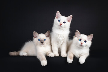 Group of three Ragdoll cat kittens sitting and laying down on a row. All looking towards camera...