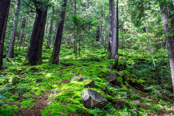 Fototapety na wymiar - Fototapeta24.pl