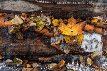 Autumn leaves on the bark of a birch woodpile.