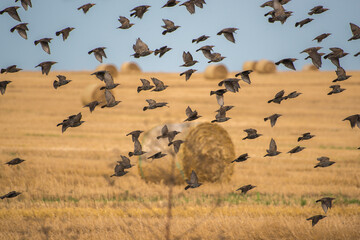 Fototapeta na wymiar a flock of birds that took off from the field