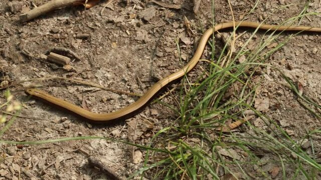 Junge Blindschleiche (Anguis fragilis) auf Waldweg
