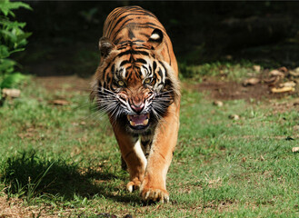 Fototapeta premium tiger in the wild