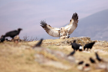 Fototapeta premium The Cape griffon or Cape vulture (Gyps coprotheres) landing on the rock.A large African vulture lands in Drakensberg in the morning light.
