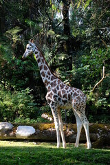 Obraz premium giraffe in the wild