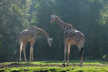 giraffe in the savannah
