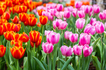 Fototapeta premium Tulip flower garden farm