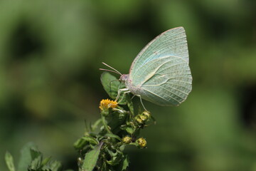 butterfly on a flower