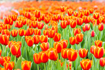 Fototapeta premium Orange tulip flower farm