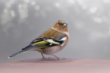 Buchfink (Fringilla coelebs) Singvogel