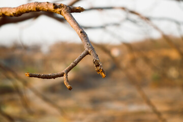 Branch of a Tree fried up in Summer