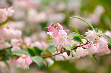 春の花