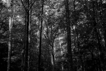 Foto auf Leinwand Black and White Woods © paul