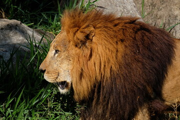 male lion in the wild