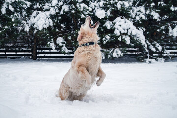 Beautiful Golden Retriever dog in winter scenery jumping and catching a snowball.
